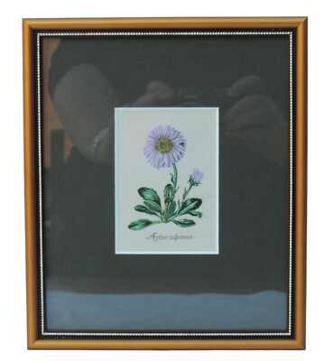 Cash's of Coventry Silk Woven Pictures - Flowers - Aster Alpinus