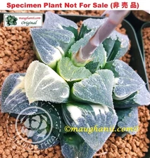 Succulent - Haworthia pygmaea cv ‘Olivia’ variegate, Large Offset