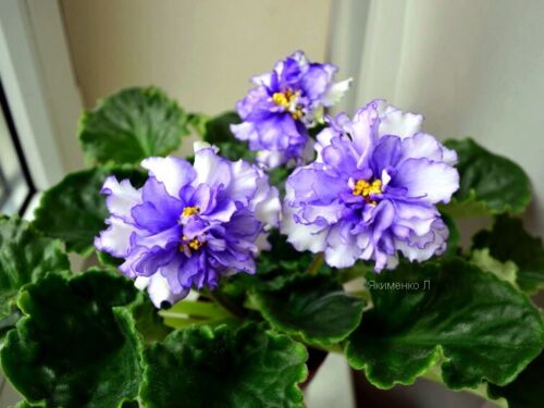African Violet - Begushchaya po volnam(Бегущая по волнам) - starter plant - Afbeelding 1 van 10