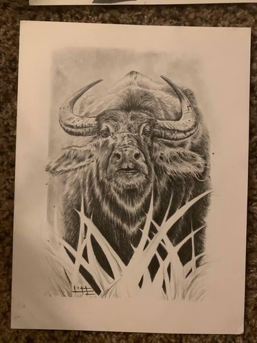 Original pencil drawing Set Of African Lion, Rhino, Elephant, Leopard, Buffalo - Picture 2 of 5