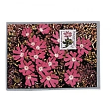 Postcard Sleeves- Continental Size Mediumweight-Top Open Pack of 50