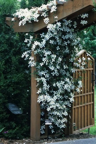 Clematis Montana Grandiflora The Mile-a Minute Highly Scented Vine in 9cm Pot - Picture 5 of 7