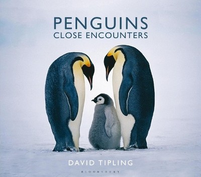 David Tipling Penguins (Gebundene Ausgabe)