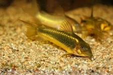 6 Gold Laser Corydoras   1.25"  Live Freshwater Fish CW010