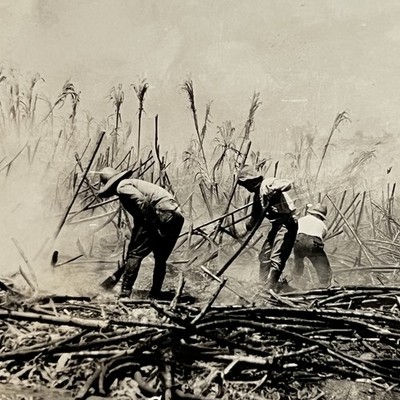Vintage B&W Snapshot Photograph Men Working Field Harvesting Sugar Cane
