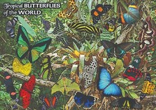 Motyle tropikalne - dekoracyjny plakat A1 + plakat GRATIS + darmowa wysyłka!