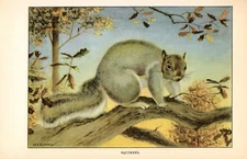 1926 Vintage ANIMALS "SQUIRREL" GORGEOUS Full COLOR Art Plate Lithograph print