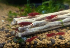 Fire Red Cherry Neocaridina Shrimp 20+ Freshwater FREE SHIPPING