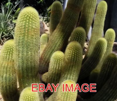 FOTO KAKTEEN GENIESSEN DIE HITZEWELLE IM BOTANISCHEN GARTEN VON SHEFFIELD