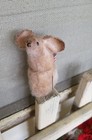 Bild 5 von 6