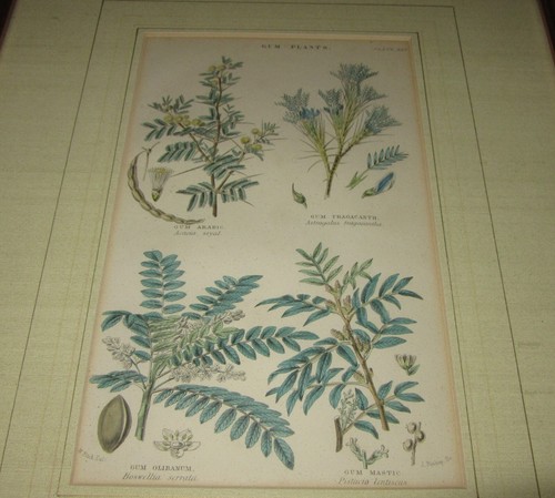 ANTIQUE HAND COLORED STEEL ENGRAVINGS 2 BOTANICALS BY J. BISHOP, 1855 EDINBURGH - Picture 4 of 9