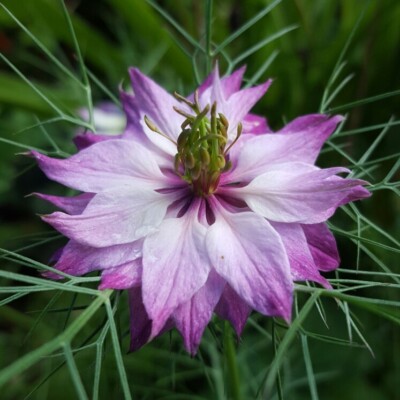 Schwarzkümmel Mulberry Rose - Nigella damascena 25+ Samen - Gewürz F 251
