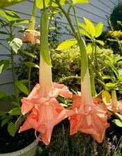 1 Rooted -Double Pink Flower Angel Trumpet (Brugmansia) Tropical Plant - 19” H