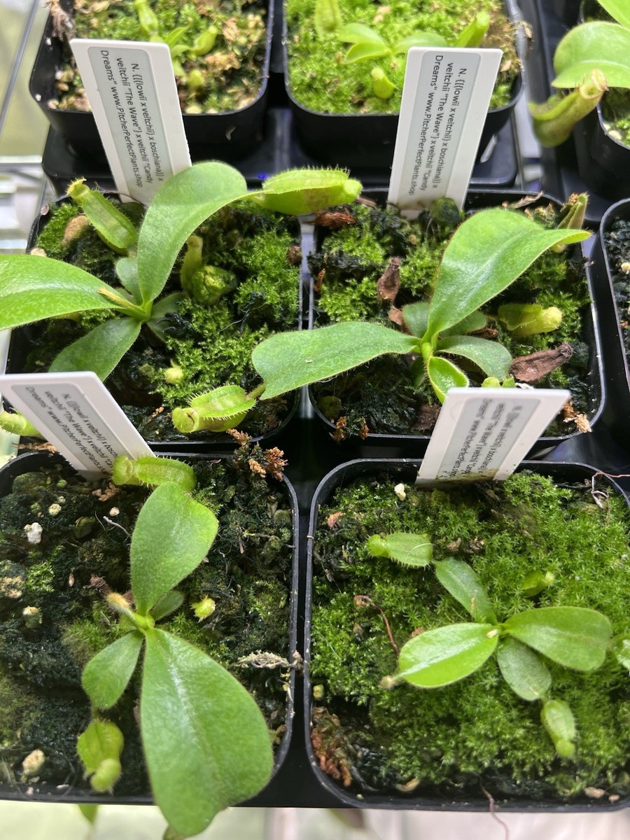 Nepenthes (LVB x veitchii 