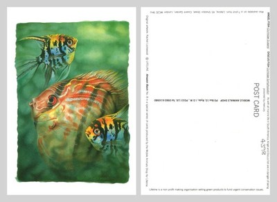 Postkarte - Engel Fisch und Diskusfisch von Rachel Lockwood UNBESENDET
