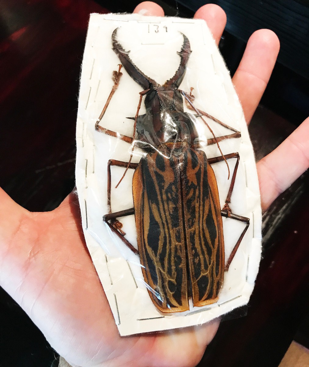 Insane HUGE Macrodontia cervicornis Beetle Peru MALE +139mm