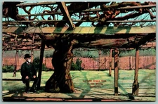 Man Sitting Under Largest Grapevine Santa Barbara California UNP DB Postcard J11