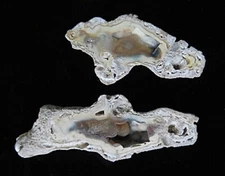 Fossilized- Agatized Tampa Bay Coral- 4 3/4" x 1 1/2"