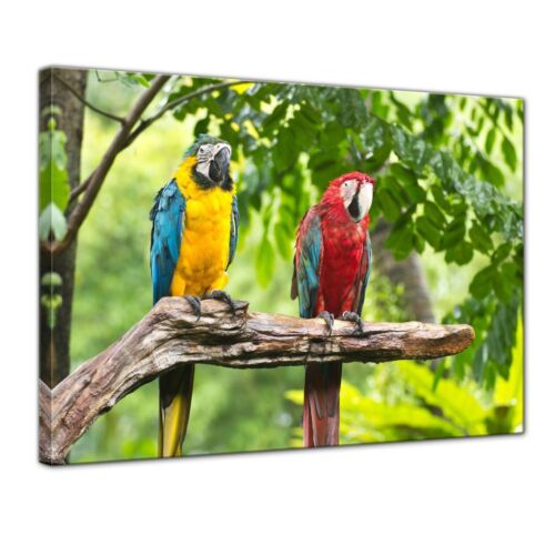 Leinwandbild - Macaw Papageien - Afbeelding 1 van 1