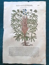 MATTIOLI MATTHIOLI Erbario a figure grandi originale del 1604 LUPINI