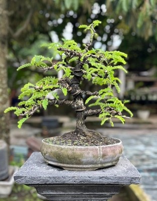 Tamarindus indica Bonsai Tree {001} Tropical Plant, Nebari Root Style