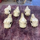 6 cleaned Damaged Wild Buck Whitetail Deer Skull w/no antlers art craft decor — photo 3