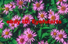 Perennials In Bloom Corel Royalty-Free Stock Photo CD-ROM Disk USB