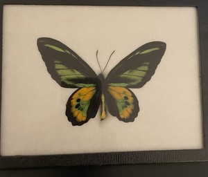 Ornithoptera rothschildi Birdwing Real Butterfly Specimen in Display Case