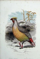 Original Old Antique Print Cassell'S Birds C1870 Sanguine Francolin Corientes