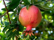 Pomegranate, Punica granatum, Tree/Shrub Seeds (Fast, Edible, Showy)