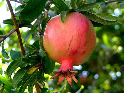 Pomegranate, Punica granatum, Tree/Shrub Seeds (Fast, Edible