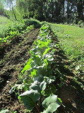 Semences Bio Betterave rouge (plate d'Egypte)