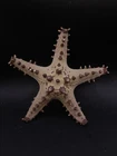 Preserved Protoreaster nodosus. 147mm chocolate chip starfish Sea shells. #16608