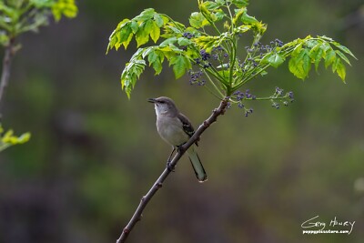 Photography Wild Bird, The Northern Mockingbird, Canvas Print