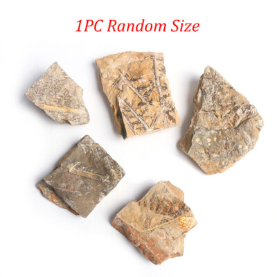1PC Natural Fern Leaves Fossil Plant Leaf Stone Branch Specimen Devonian 4-6cm