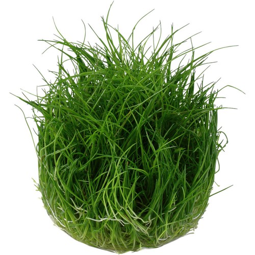 Eleocharis pussila 1-2-GROW! - Bild 3 von 4