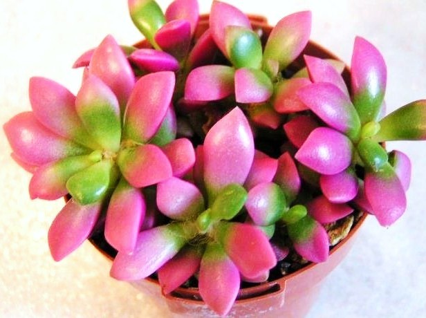 types of cactus in texas Texas Native Cacti main image 1