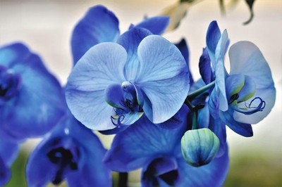 Domain ++ orchideensammlung.de ++ zu verkaufen!