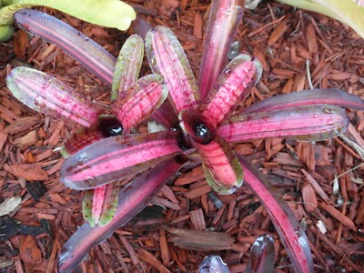 Neoregelia STAR BLAST Bromeliad one tropical plant **SMALL** | eBay