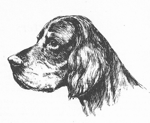 Gordon Setter #1 - CUSTOM MATTED - 1963 Vintage Dog Art Print 0507 CLD