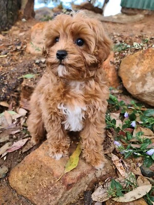 cavoodles for sale gumtree