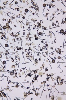 Vintage microscope slide. Diatoms from St. Laurent France.