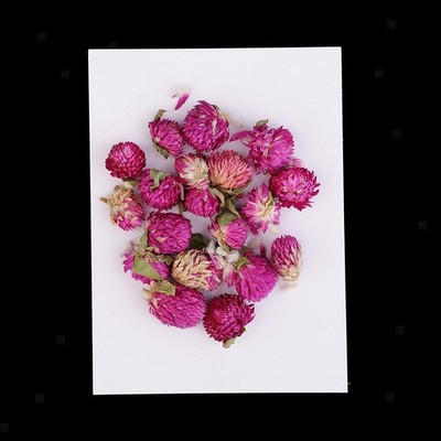 20 Stück getrocknete gepresste Blumen Gomphrena Globosa für DIY Scrapbooking