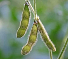 Edamame Be Sweet Soybean Seeds, Seeds to plant in your home garden.