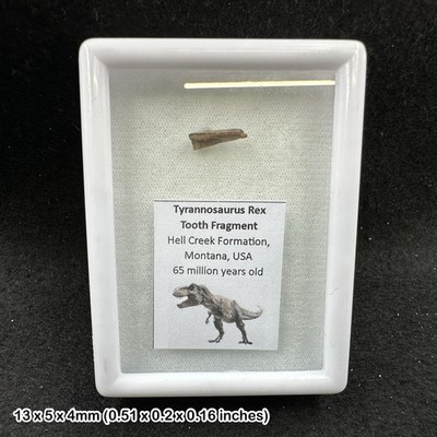 Tyrannosaurus Rex Zahn Fossil teilweise Hell Creek Formation Montana USA