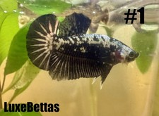 Live Betta Black Samurai HMPK Male Halfmoon Plakat Premium USA Ship 1