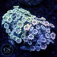 CS DUAL ALVEOPORA PLATE - WYSIWYG LIVE CORAL