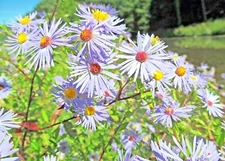 101+SWAMP ASTER Seeds Perennial Native Wildflower Summer Fall Garden Poor Soils