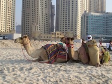 Strandsand / Beachsand  - Dubai - JBR Jumeirah Beach / Persicher-Arabischer Golf
