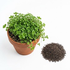1200 Corsican Mint Seeds - Tiny Creeping Groundcover - Releases